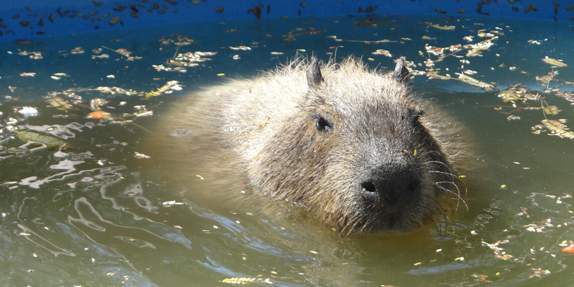 Dani, el capibara del Zoológico de Irapuato