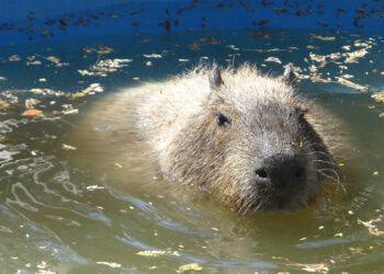 Dani, el capibara del Zoológico de Irapuato