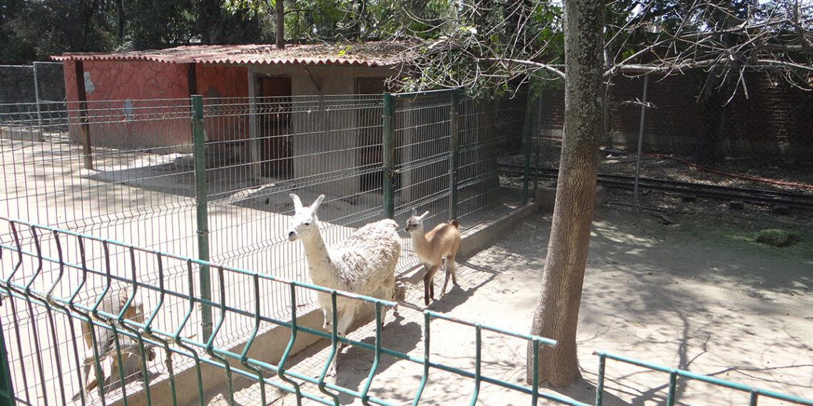 Nace cría de llama en el ZooIra y buscan nombre para ella