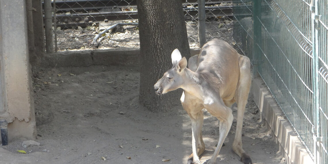 El canguro rojo asombra en el ZooIra