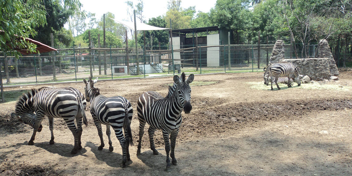 ZooIra: Nacen tres cebras de Grant