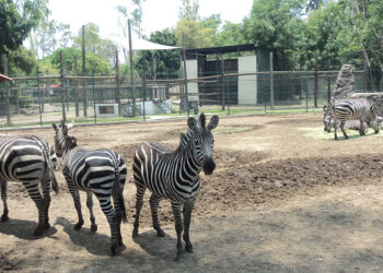 ZooIra: Nacen tres cebras de Grant