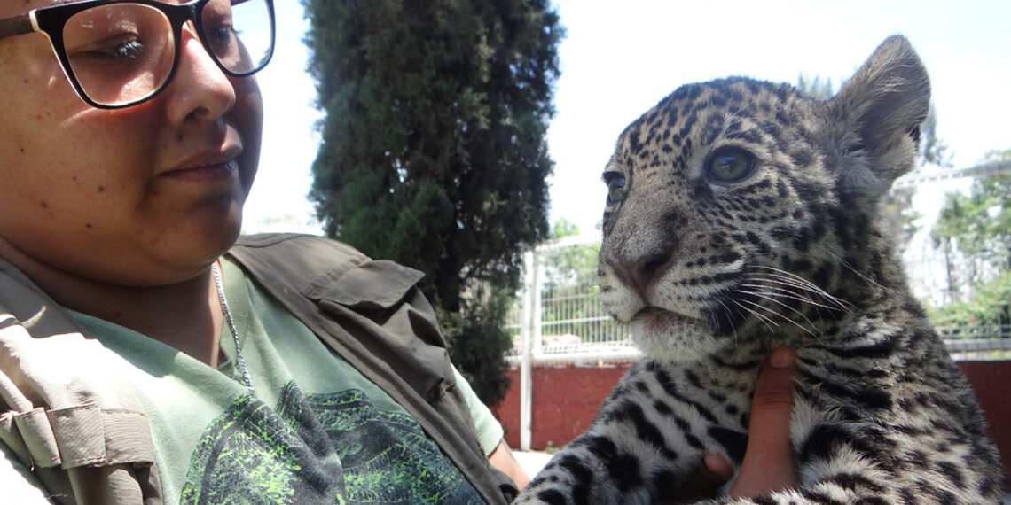 Nace cría de jaguar mexicano en el ZooIra