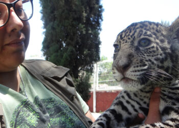 Nace cría de jaguar mexicano en el ZooIra