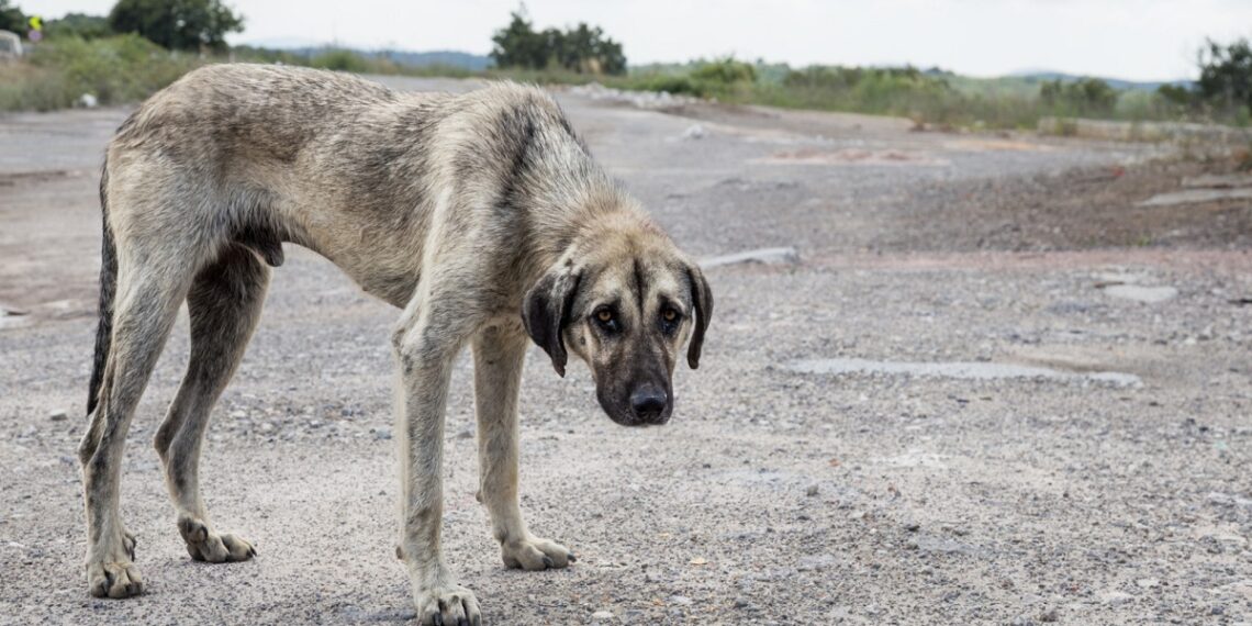 street dog