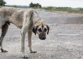 street dog