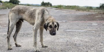 street dog